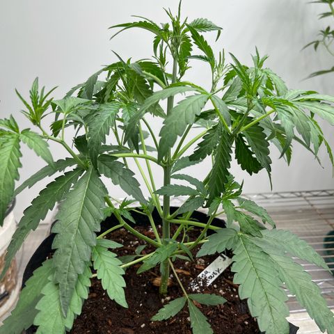 Banana Jealously growlog photo: 14”