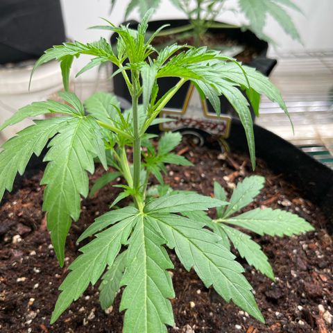 Banana Jealously growlog photo: Peach Crescendo 