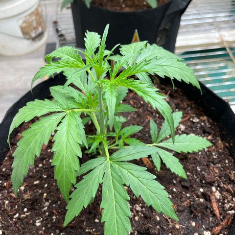 Banana Jealously growlog photo: Peach Crescendo 