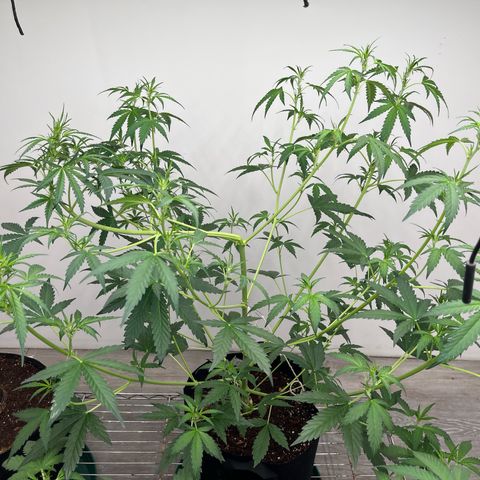 Skunk Auto growlog photo: Coconut water