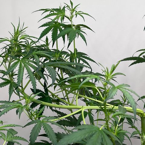 Skunk Auto growlog timeline photo