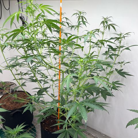 Skunk Auto growlog timeline photo