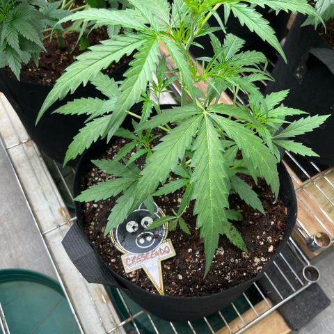 Banana Jealously growlog photo: 21”