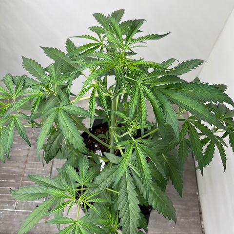 Banana Jealously growlog photo: 21”