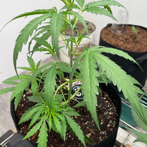 Banana Jealously growlog photo: 21”