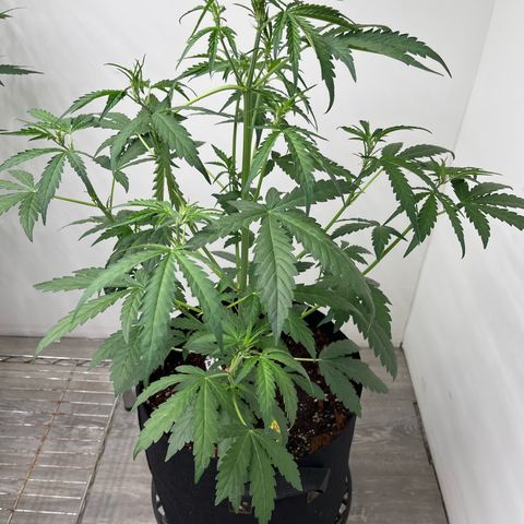 Banana Jealously growlog photo: 21”