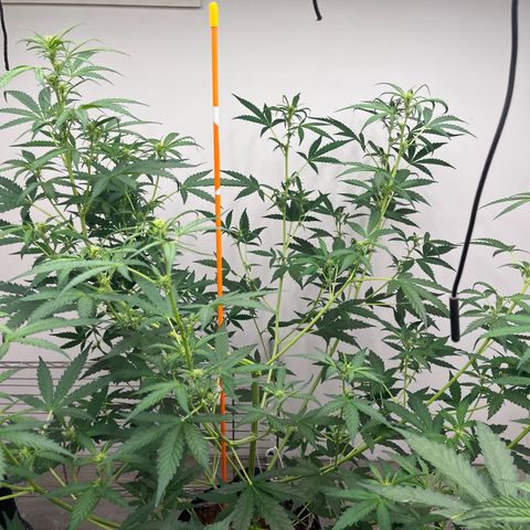 Skunk Auto growlog timeline photo