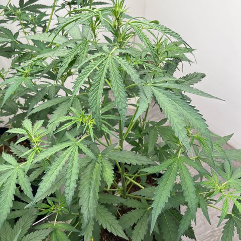 Banana Jealously growlog photo: 24”