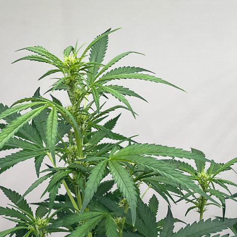 Skunk Auto growlog timeline photo