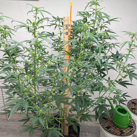 Skunk Auto growlog timeline photo