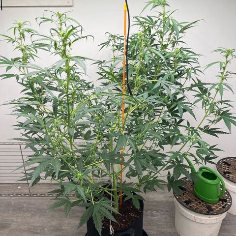 Skunk Auto growlog timeline photo