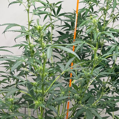 Skunk Auto growlog timeline photo
