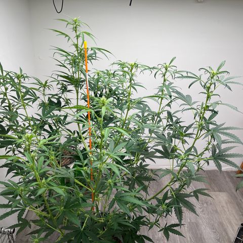 Skunk Auto growlog timeline photo