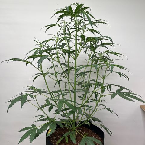 Banana Jealously growlog photo: 27”