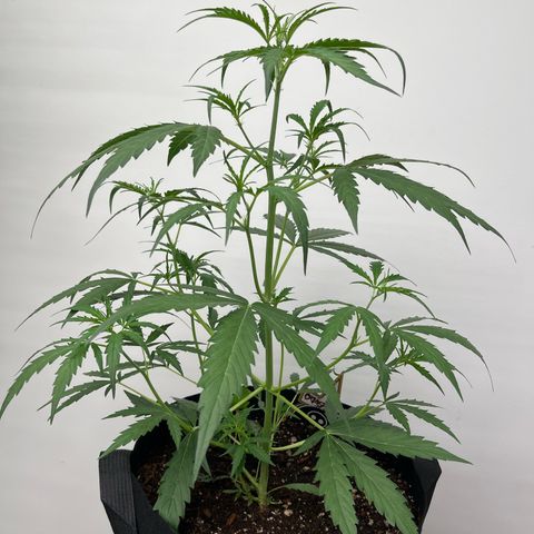 Banana Jealously growlog photo: 18” peach crescendo 