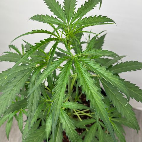 Banana Jealously growlog photo: 18” peach crescendo 
