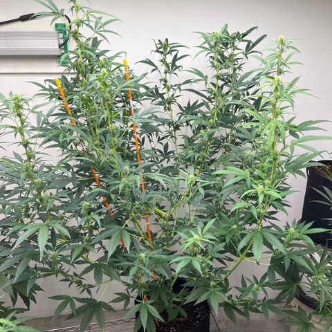 Skunk Auto growlog timeline photo