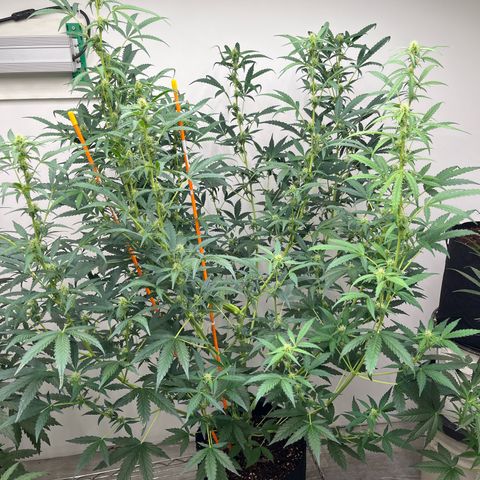 Skunk Auto growlog photo: 48” tall x 36” wide