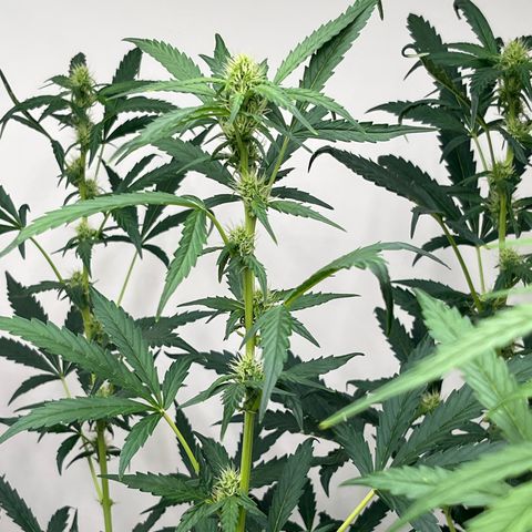 Skunk Auto growlog photo: 48” tall x 36” wide