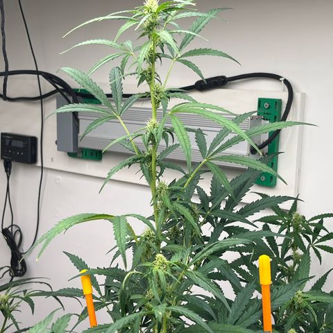 Skunk Auto growlog photo: 48” tall x 36” wide