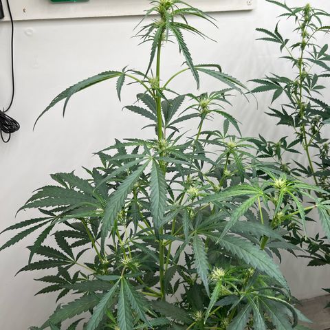 Banana Jealously growlog timeline photo