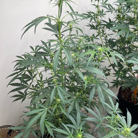Banana Jealously growlog timeline photo