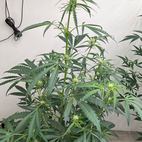 Banana Jealously growlog timeline photo
