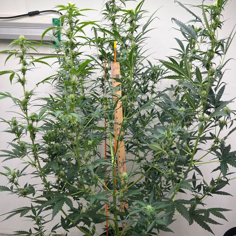 Skunk Auto growlog photo: Roughly 50” day 47