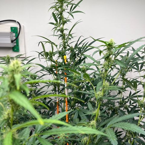 Skunk Auto growlog photo: Roughly 50” day 47