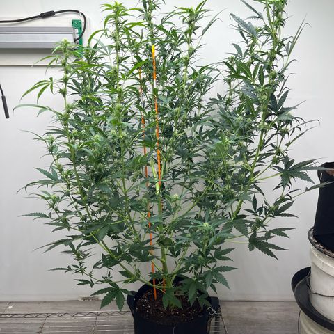 Skunk Auto growlog photo: Roughly 50” day 47