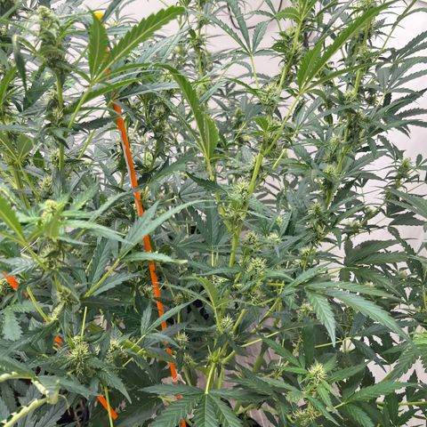 Skunk Auto growlog timeline photo
