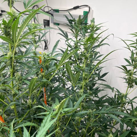 Skunk Auto growlog timeline photo