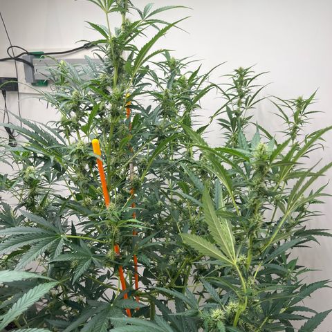 Skunk Auto growlog timeline photo