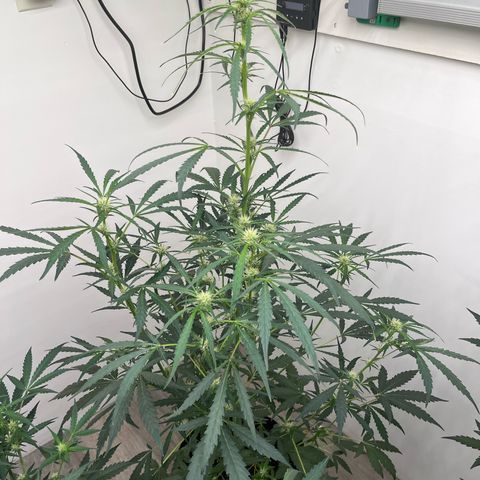 Banana Jealously growlog timeline photo