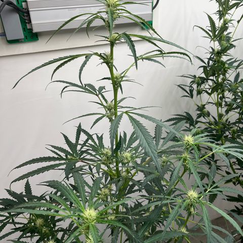 Banana Jealously growlog timeline photo