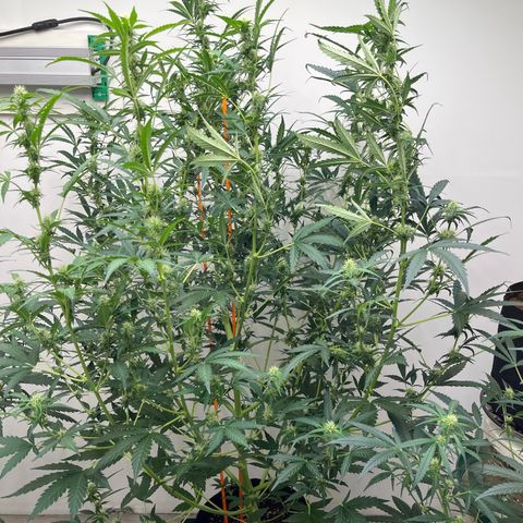 Skunk Auto growlog timeline photo