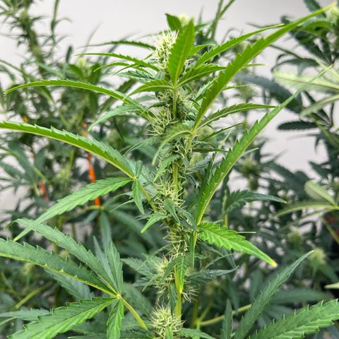 Skunk Auto growlog photo: This is huge
52” tall
36+” wide