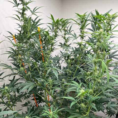 Skunk Auto growlog photo: This is huge
52” tall
36+” wide