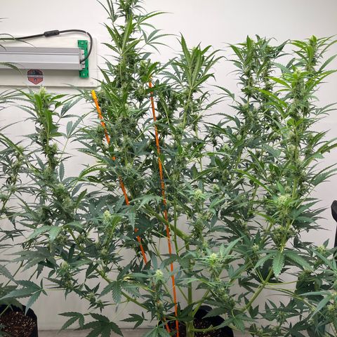 Skunk Auto growlog timeline photo