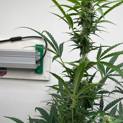 Skunk Auto growlog timeline photo