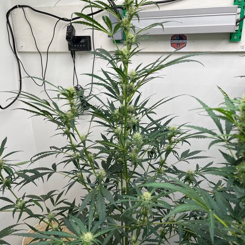 Banana Jealously growlog timeline photo