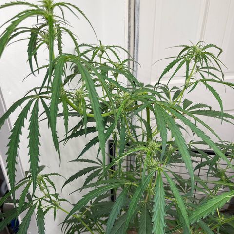 Banana Jealously growlog photo: Peach Crescendo 