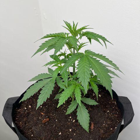 Banana Jealously growlog photo: Peach Crescendo 