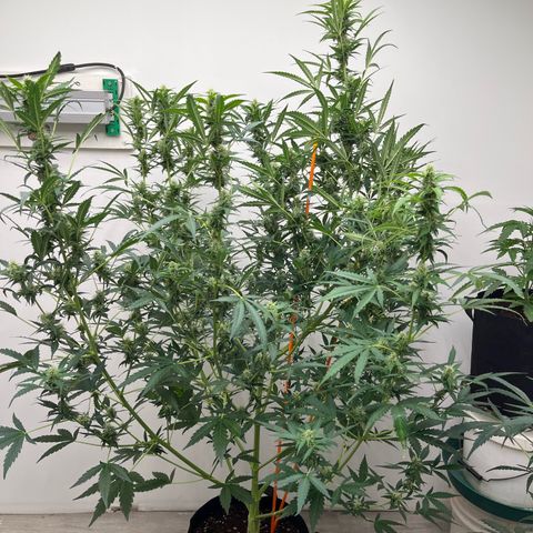 Skunk Auto growlog timeline photo