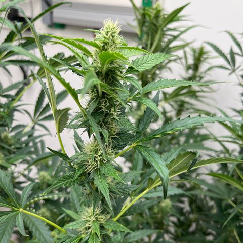 Skunk Auto growlog timeline photo