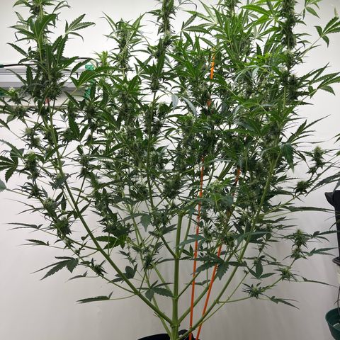 Skunk Auto growlog timeline photo