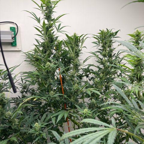 Skunk Auto growlog timeline photo