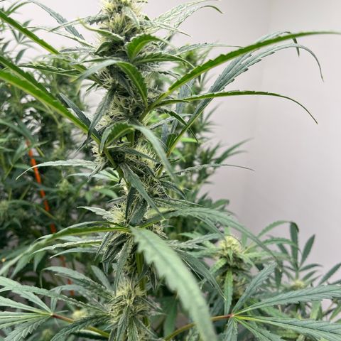 Banana Jealously growlog timeline photo