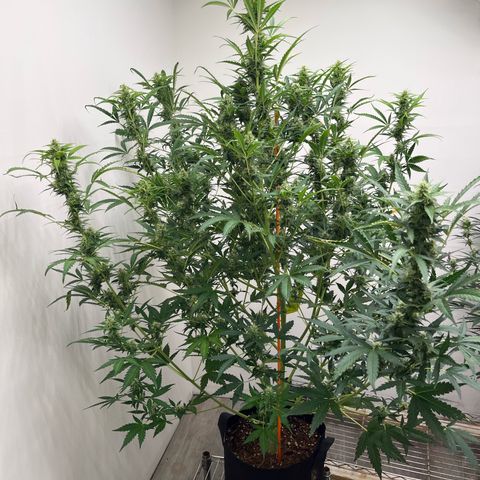 Skunk Auto growlog photo: 52”