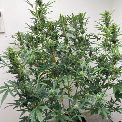 Skunk Auto growlog photo: 52”